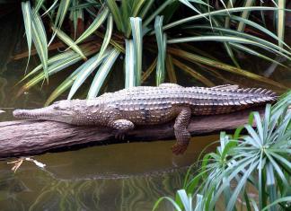 Есть ли в австралии крокодилы
