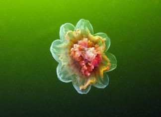 Описание медузы. Морские медузы. Эфемерные создания. Когда нужно обратиться к врачу