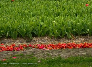 Прогулка по тюльпановым полям Голландии Поля тюльпанов в нидерландах описание